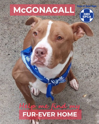 Illustration de l'article : La joie de cette chienne à 3 pattes, qui a été sauvée d’un élevage clandestin et n’aura plus jamais à subir de grossesse (vidéo)