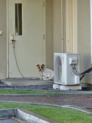 Illustration de l'article : Abandonnée en pleine nuit devant un refuge, cette chienne brisée ne savait pas que sa vie allait bientôt changer