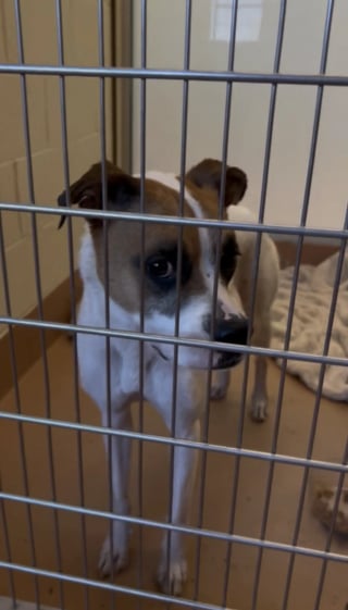 Illustration de l'article : Abandonnée en pleine nuit devant un refuge, cette chienne brisée ne savait pas que sa vie allait bientôt changer