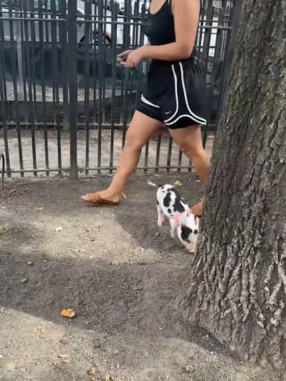 Illustration de l'article : La visite inattendue d’un cochon dans un parc à chiens met les toutous en joie (vidéo) 