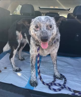 Illustration de l'article : Pris dans une spirale incontrôlable, un propriétaire accumule plus de 350 animaux avant qu’un sauvetage colossal ne soit déclenché