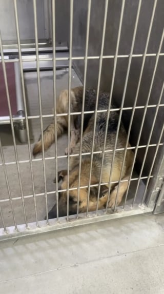 Illustration de l'article : Privée de ses chiots, une chienne s’éteint peu à peu au refuge jusqu'à ce qu’une association décide de la sauver