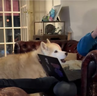 Illustration de l'article : « Elle pense encore hurler comme avant » confie son maître, ému par les cris silencieux de sa vieille Husky (vidéo)