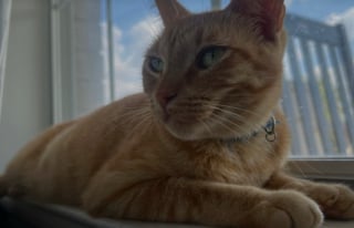 Illustration de l'article : Un chat menant une "double vie" est trahi par le message accroché par les voisins à son collier (vidéo)