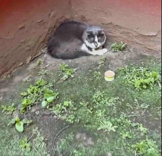 Illustration de l'article : Abandonné devant un immeuble, ce chat au regard apeuré cachait en fait une personnalité débordante d’amour (vidéo)