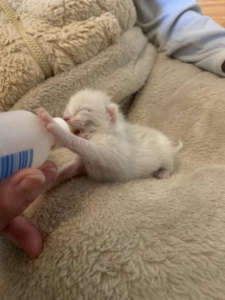 Illustration de l'article : « Ça va être difficile de le laisser partir », confie une famille d'accueil touchée par ce chaton miraculé qui a survécu à la perte de sa maman et de sa fratrie (vidéo)