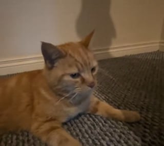 Illustration de l'article : La propriétaire d'un chat disparu depuis 12 ans reste sans voix lorsqu'un vétérinaire l'appelle à son sujet (vidéo)