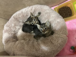 Illustration de l'article : Ces 2 chatons aventuriers se retrouvent bloqués dans une cloison et obligent la propriétaire de la maison à des travaux non-prévus (vidéo)