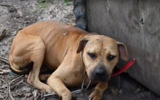 Illustration de l'article : Rescapés d'un élevage illégal qui les destinait au combat, 32 chiens peuvent désormais vivre un nouveau départ après une décision de justice 