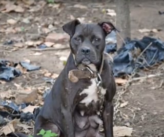 Illustration de l'article : Rescapés d'un élevage illégal qui les destinait au combat, 32 chiens peuvent désormais vivre un nouveau départ après une décision de justice 