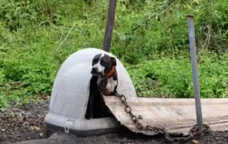 Illustration de l'article : Rescapés d'un élevage illégal qui les destinait au combat, 32 chiens peuvent désormais vivre un nouveau départ après une décision de justice 