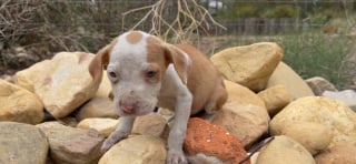 Illustration de l'article : Un chiot tremblant et fébrile trouve du réconfort, ainsi que de la force, auprès d’un chat 