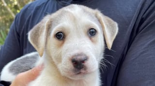 Illustration de l'article : Après avoir sauvé un chiot au coeur de la jungle à l'étranger, ils dépensent des milliers d'euros pour le ramener chez eux et lui offrir une nouvelle vie