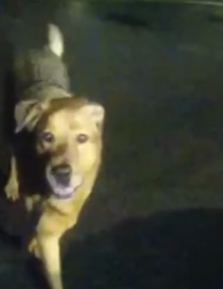 Illustration de l'article : Des policiers à la recherche d’une octogénaire disparue font confiance à un chien qui devient un héros aux yeux de tous  