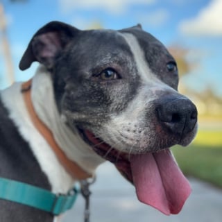 Illustration de l'article : Ignorée par les visiteurs du refuge pendant 3 ans, cette chienne découvre enfin la liberté et l'amour