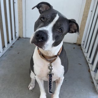 Illustration de l'article : Ignorée par les visiteurs du refuge pendant 3 ans, cette chienne découvre enfin la liberté et l'amour