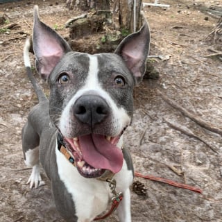 Illustration de l'article : Ignorée par les visiteurs du refuge pendant 3 ans, cette chienne découvre enfin la liberté et l'amour