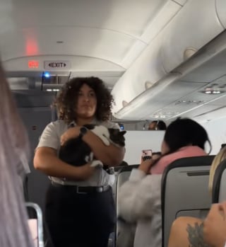 Illustration de l'article : « À qui appartient ce chat ? », un chat solitaire se promène dans un avion et plonge les passagers dans l’incompréhension pendant plusieurs heures (vidéo) 