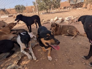 Illustration de l'article : « Eux aussi étaient des chiots avant », le message poignant d’un sauveteur face au manque d’intérêt pour les animaux adultes