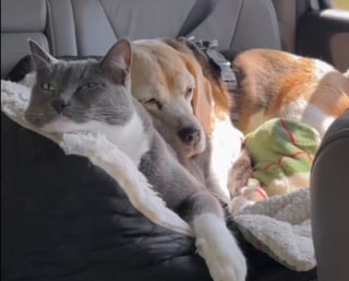 Illustration de l'article : Cette chatte fait semblant de détester les câlins de son ami Beagle, mais leur belle histoire révèle tout le contraire (vidéo)