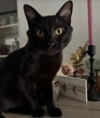 Illustration de l'article : Grâce au pouvoir du sauvetage, ce félin noir passe du statut de chat errant à celui de compagnon à 4 pattes choyé (vidéo)