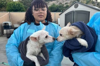 Illustration de l'article : Vivant dans des conditions catastrophiques, 11 chiens et 2 chats en étaient réduits à creuser des tunnels pour se déplacer dans cet appartement abandonné avant d'être sauvés (vidéo)