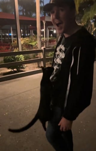 Illustration de l'article : "Le système de distribution de chats l'a choisie", une chatonne errant grimpe sur un couple croisé dans la rue et décide de ne plus les quitter (vidéo)