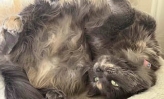 Illustration de l'article : En allant rendre visite à celui qu’il pense être son futur chat, un homme se laisse surprendre par l’évidence d’une rencontre avec une chatonne très à l’aise