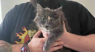 Illustration de l'article : En allant rendre visite à celui qu’il pense être son futur chat, un homme se laisse surprendre par l’évidence d’une rencontre avec une chatonne très à l’aise