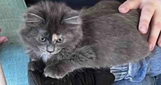 Illustration de l'article : En allant rendre visite à celui qu’il pense être son futur chat, un homme se laisse surprendre par l’évidence d’une rencontre avec une chatonne très à l’aise