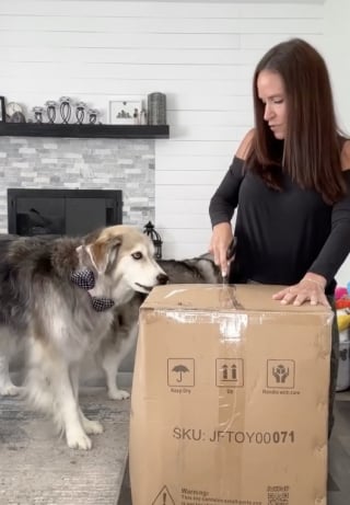Illustration de l'article : Un Husky tout juste sorti d’une année difficile découvre avec joie son cadeau bien mérité (vidéo)