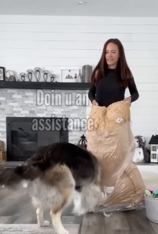 Illustration de l'article : Un Husky tout juste sorti d’une année difficile découvre avec joie son cadeau bien mérité (vidéo)