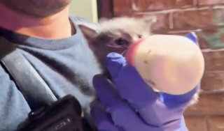 Illustration de l'article : Ce chaton rescap&eacute; sauv&eacute; par des pompiers est d&eacute;sormais un membre incontournable de la caserne (vid&eacute;o)