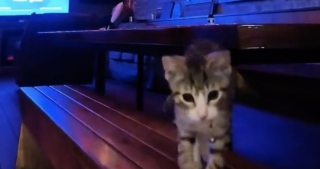 Illustration de l'article : Ce chaton rescap&eacute; sauv&eacute; par des pompiers est d&eacute;sormais un membre incontournable de la caserne (vid&eacute;o)