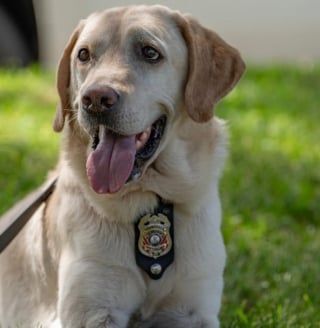 Illustration de l'article : Après 5 années à traquer les incendies, un chien d'investigation savoure une retraite bien méritée et passe le relais à son successeur