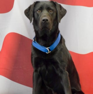 Illustration de l'article : Après 5 années à traquer les incendies, un chien d'investigation savoure une retraite bien méritée et passe le relais à son successeur