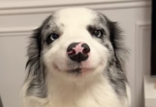 Illustration de l'article : Cette chienne au sourire légendaire serre la main de sa maîtresse avec une grande élégance (vidéo)