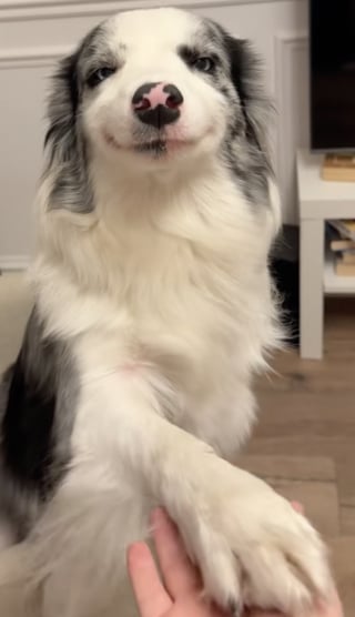 Illustration de l'article : Cette chienne au sourire légendaire serre la main de sa maîtresse avec une grande élégance (vidéo)