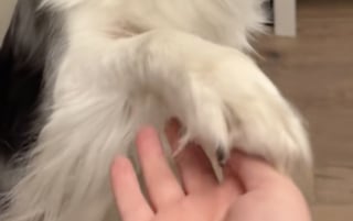 Illustration de l'article : Cette chienne au sourire légendaire serre la main de sa maîtresse avec une grande élégance (vidéo)