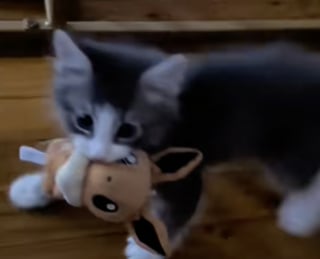 Illustration de l'article : « Il la manipule dans tous les sens », un chaton gris plein d’énergie, révèle à son propriétaire sa peluche Pokémon préférée (vidéo)