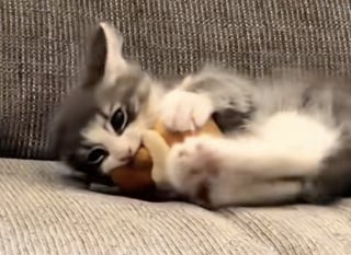 Illustration de l'article : « Il la manipule dans tous les sens », un chaton gris plein d’énergie, révèle à son propriétaire sa peluche Pokémon préférée (vidéo)