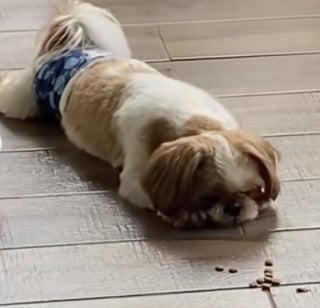 Illustration de l'article : Ce Shih Tzu surprend sa propriétaire en apportant une partie de son repas à un chaton errant dans le besoin (vidéo)