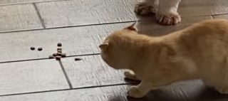 Illustration de l'article : Ce Shih Tzu surprend sa propriétaire en apportant une partie de son repas à un chaton errant dans le besoin (vidéo)