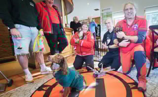 Illustration de l'article : 2 ans après avoir été secourue au pied d'une falaise, une chienne surprend ses sauveurs en leur rendant visite avec ses petits