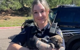 Illustration de l'article : L'interpellation de 2 suspects débouche sur le sauvetage d'un chiot caché sous une pile de vêtements dans une voiture volée (vidéo)