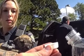 Illustration de l'article : L'interpellation de 2 suspects débouche sur le sauvetage d'un chiot caché sous une pile de vêtements dans une voiture volée (vidéo)