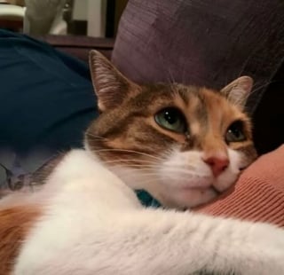 Illustration de l'article : 12 photos de chats si adorables qu'elles vont vous faire craquer