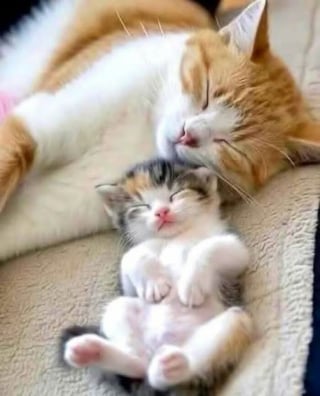 Illustration de l'article : 12 photos de chats si adorables qu'elles vont vous faire craquer