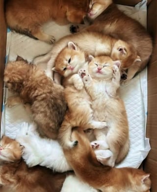 Illustration de l'article : 12 photos de chats si adorables qu'elles vont vous faire craquer