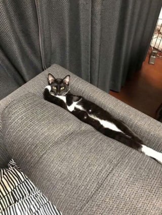 Illustration de l'article : 15 photos de chats adorables, entre douceur, beauté et instants insolites